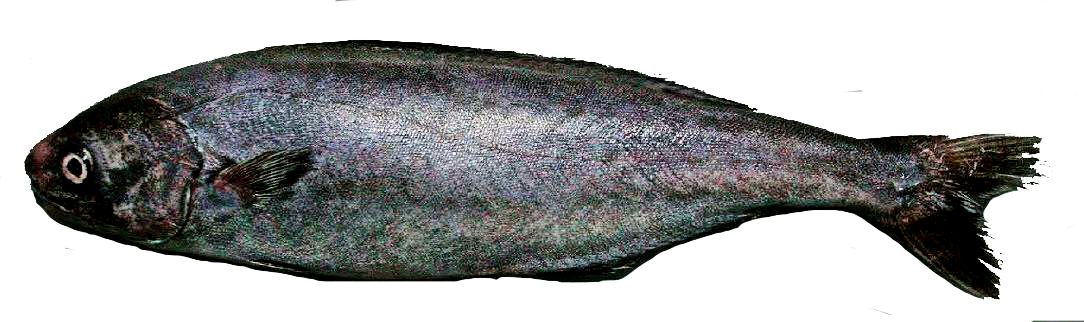 Centrolophus niger_04.jpg